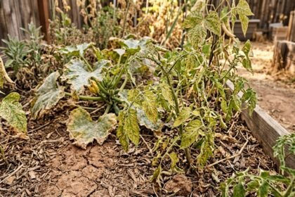 Verfärbte Blätter an Gemüsepflanzen weisen auf Schädlingsbefall im trockenen Garten hin