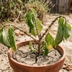 Schildläuse befallen durch Trockenheit geschwächte Pflanzen im sonnigen Garten