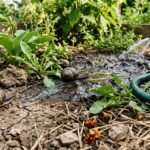 Schnecken versammeln sich nach dem Gießen im feuchten Gartenbeet