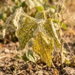 Spinnmilbenbefall an trockenen Gartenpflanzen während heißer Sommerperiode erkennen und behandeln
