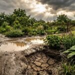 Starkregen sammelt sich auf Beeten, während trockener Boden Wasser nicht tief genug aufnimmt