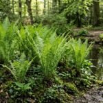 Straußenfarn mit leuchtend grünen Wedeln an einem schattigen Gartenstandort