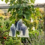 Reife Weintrauben im Garten werden mit Netzen schonend vor Wespen und Vögeln geschützt
