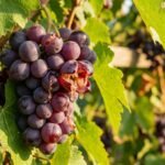 Aufgeplatzte Weintrauben am Rebstock im Spätsommer mit sichtbaren Rissen und saftigem Fruchtfleisch