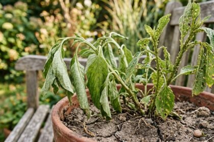 Welke Pflanze mit trockenen Blättern als Zeichen von Trockenstress oder Schädlingsbefall