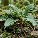 Tüpfelfarn mit immergrünen Wedeln in einem schattigen heimischen Gartenbereich