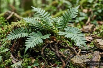 Tüpfelfarn mit immergrünen Wedeln in einem schattigen heimischen Gartenbereich
