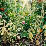 Blattläuse besiedeln eine sichtbar geschwächte Pflanze im Garten