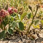 Welke Gartenpflanzen während einer Hitzewelle, umgeben von Blattläusen und Spinnmilben