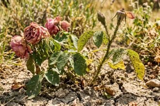 Welke Gartenpflanzen während einer Hitzewelle, umgeben von Blattläusen und Spinnmilben