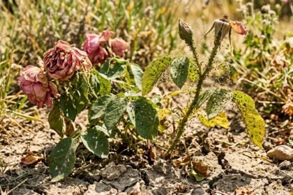 Welke Gartenpflanzen während einer Hitzewelle, umgeben von Blattläusen und Spinnmilben