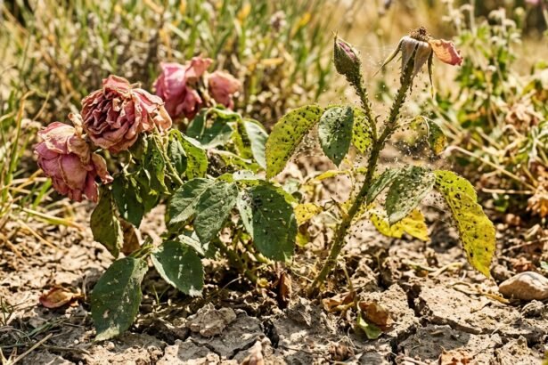 Welke Gartenpflanzen während einer Hitzewelle, umgeben von Blattläusen und Spinnmilben