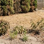 Vertrockneter Rasen, braune Thuja und hitzegestresste Pflanzen nach heißem Sommer