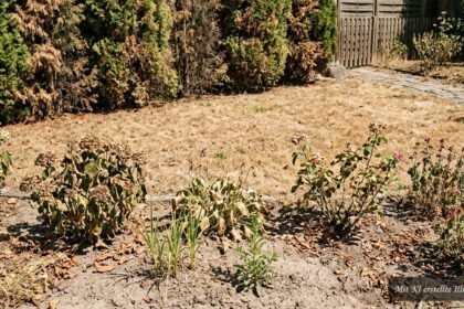 Vertrockneter Rasen, braune Thuja und hitzegestresste Pflanzen nach heißem Sommer