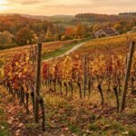 Weinreben im Herbst nach der Ernte schneiden, pflegen und auf den Winter vorbereiten