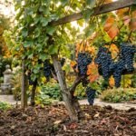 Weinreben im September mit passenden Nährstoffen für eine gesunde Vorbereitung auf den Winter düngen