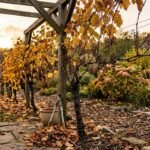 Weinreben im Herbst nach der Ernte mit goldenen Blättern und geschnittenen Ruten