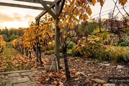 Weinreben im Herbst nach der Ernte mit goldenen Blättern und geschnittenen Ruten