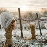 Junge Weinreben werden mit Stroh und Vlies vor Frost und eisigem Wind geschützt