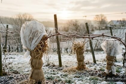 Junge Weinreben werden mit Stroh und Vlies vor Frost und eisigem Wind geschützt