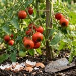 Zerstoßene Eierschalen neben Tomatenpflanzen als Hausmittel gegen Blütenendfäule