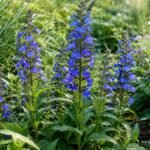 Blaue Kardinals-Lobelie mit leuchtend blauen Blütenähren im feuchten Staudenbeet