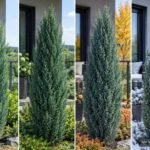 Chinesischer Wacholder ‘Stricta’ mit blaugrünen Nadeln in säulenförmiger Wuchsform im Garten