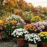 Farbenfrohe Chrysanthemen blühen im herbstlichen Gartenbeet bis zum ersten Frost