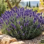 Echter Lavendel ‘Hidcote’ mit tiefvioletten Blüten im sonnigen Gartenbeet