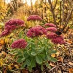 Blühende Fetthenne im Herbstbeet als wertvolle Nahrungsquelle für Insekten