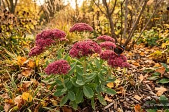 Blühende Fetthenne im Herbstbeet als wertvolle Nahrungsquelle für Insekten