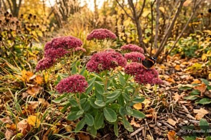 Blühende Fetthenne im Herbstbeet als wertvolle Nahrungsquelle für Insekten