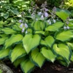 Funkie „Guacamole“ mit apfelgrünen Blättern und dunkelgrünem Rand im schattigen Garten