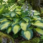 Funkie ‘June’ mit blau-gelben Blättern als eleganter Schattenspender im Garten