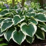 Funkie „Patriot“ mit weiß-grün panaschierten Blättern im schattigen Gartenbeet