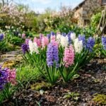 Blühende Hyazinthen setzen farbenfrohe Akzente im frühlingshaften Garten.