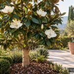 Immergrüne Magnolie mit glänzenden Blättern und duftender weißer Blüte im Garten