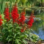 Kardinals-Lobelie mit leuchtend roten Blüten im feuchten Gartenbeet