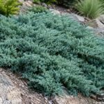 Kriech-Wacholder ‘Blue Chip’ als blauschimmernder, pflegeleichter Bodendecker im Garten