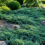 Blaugrüner Kriech-Wacholder ‘Wiltonii’ bildet einen dichten, immergrünen Pflanzenteppich im Garten.