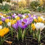 Bunte Krokusse blühen im Frühlingsgarten und bieten Wildbienen wertvolle Nahrung