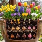 Topf mit geschichteten Blumenzwiebeln für eine langanhaltende, farbenfrohe Frühlingsblüte auf dem Balkon