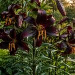Lilie ‘Black Beauty’ mit tiefroten, zurückgebogenen Blüten im sommerlichen Gartenbeet