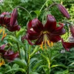 Lilie ‘Black Beauty’ mit tiefroten, zurückgebogenen Blüten im sommerlichen Garten