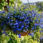 Blaue Männertreu blüht üppig im Balkonkasten und verwandelt den Garten in ein leuchtendes Blütenmeer