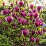 Purpurrote, duftende Blüten der Magnolie Susan im romantischen Frühlingsgarten