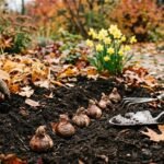 Gelbe Narzissen blühen im Frühling nach dem Pflanzen ihrer Zwiebeln im Herbst