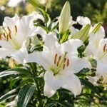 Orientalische Lilie ‘Casa Blanca’ mit großen weißen Blüten im sommerlichen Garten