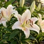 Oriental-Lilie „Muscadet“ mit weißen, rosafarbend gesprenkelten Blüten im sommerlichen Gartenbeet