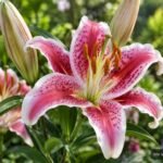 Oriental-Lilie ‘Stargazer’ mit pink-weißen, duftenden Blüten im sommerlichen Garten